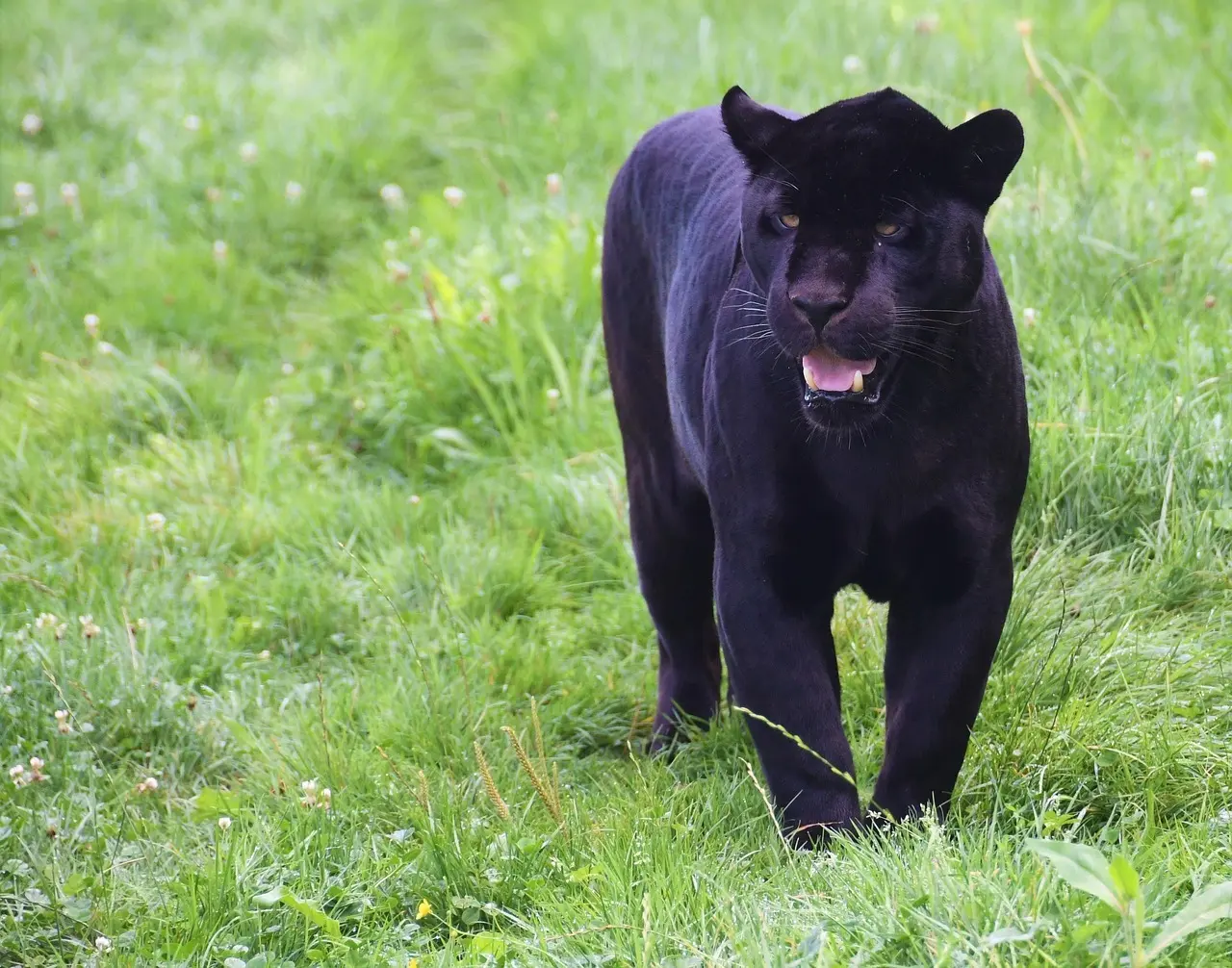 Medvirkende i Black Panther