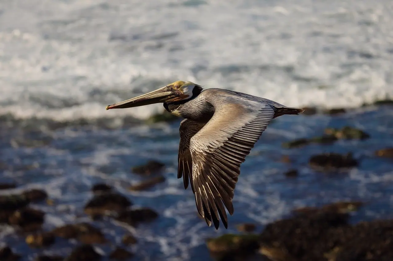 Hvordan er vejret i Napoli i uge 7?
