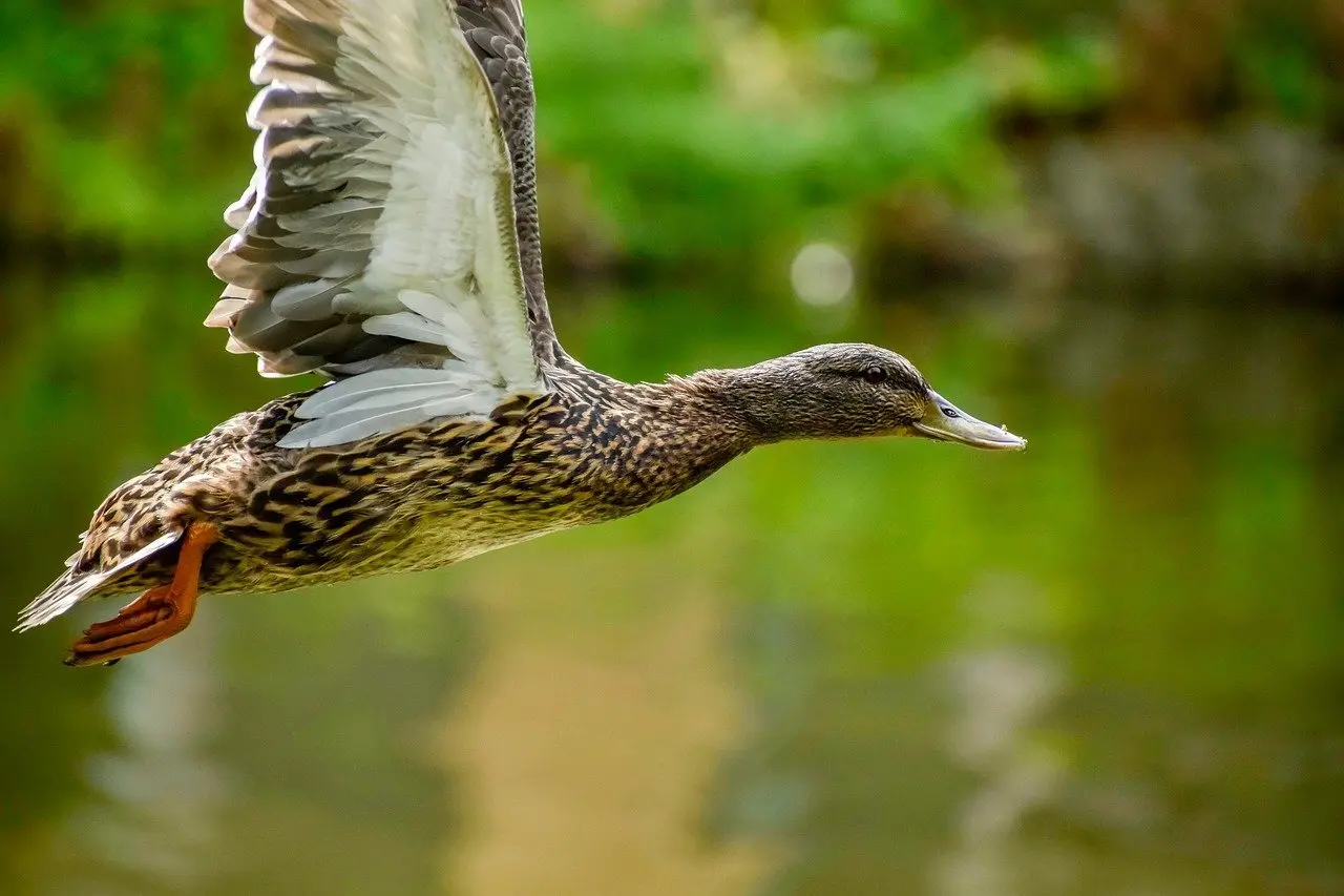 Betydning af Tegneserie i Krydsord