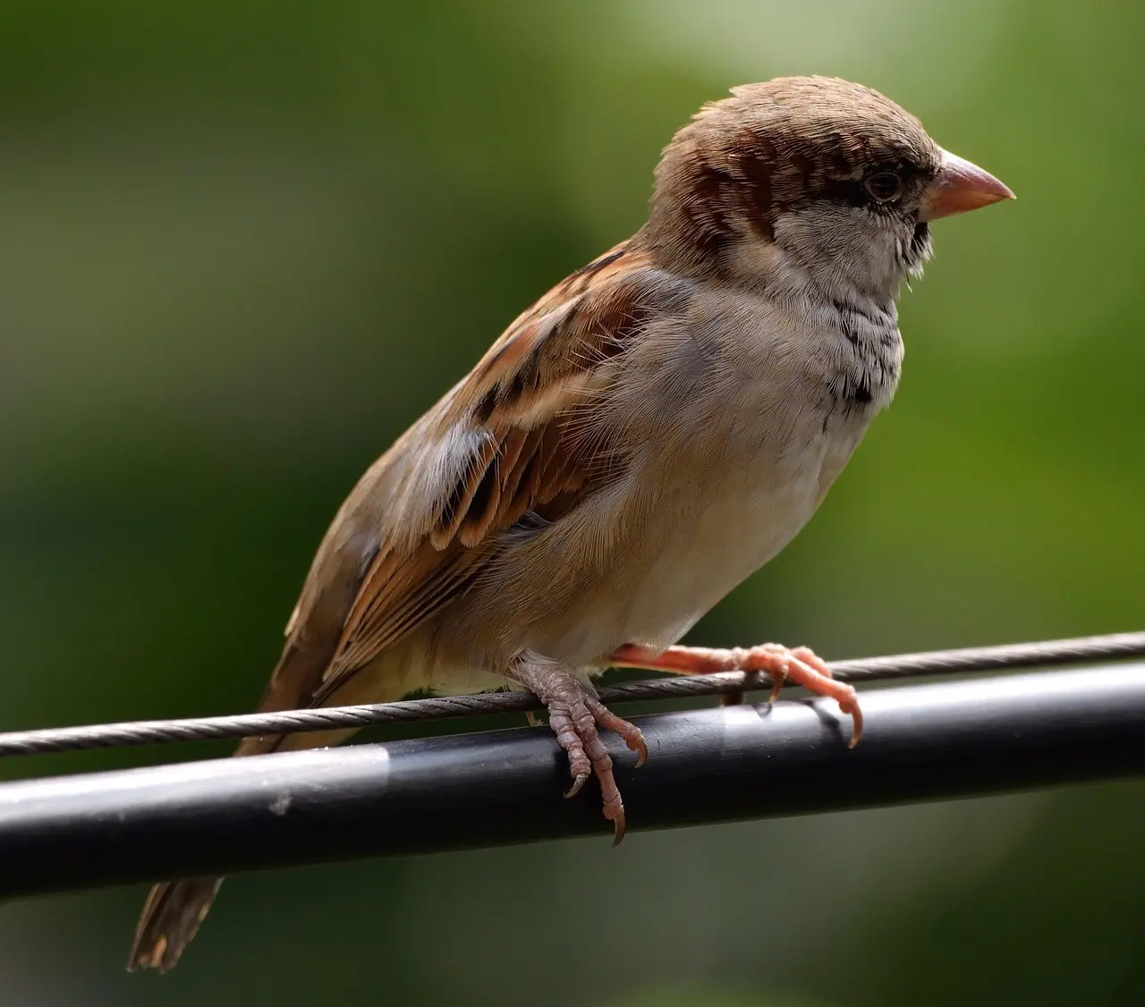 Drenge Navne med D | Navne med historie og charme