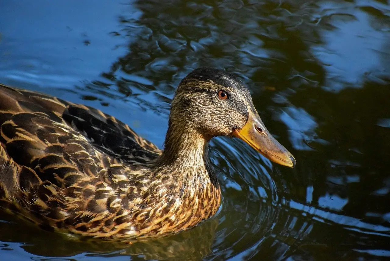 Guides til Alvorlige krydsord