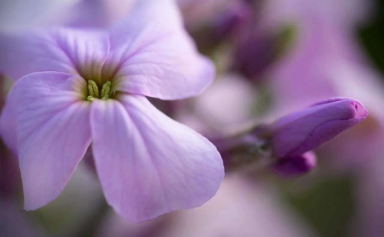 Hvad betyder navnet Viola? Blomsten, historien og magien bag navnet