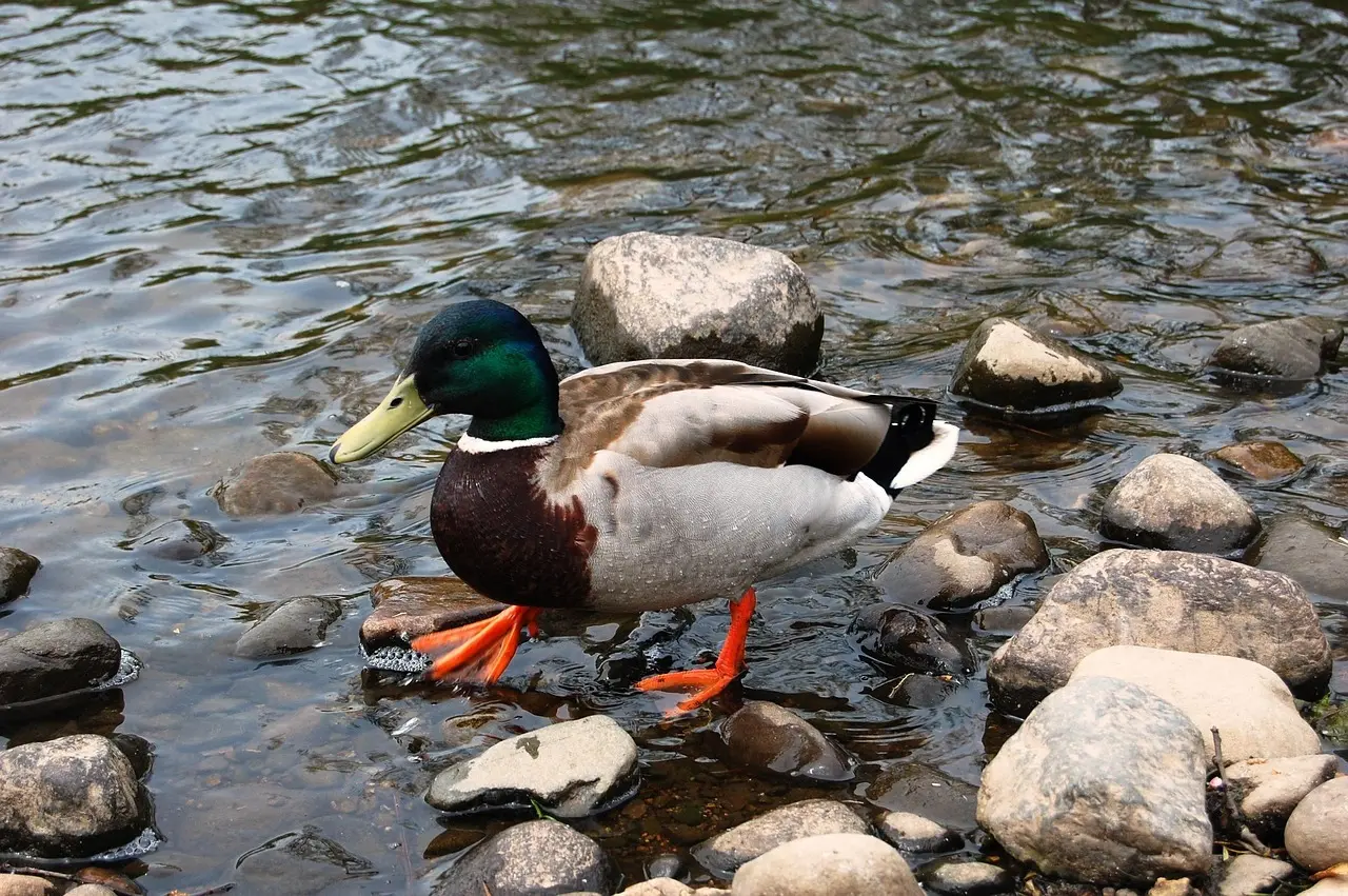 Skemad krydsord løsninger